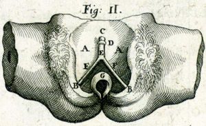 Représentation du clitoris par Casseri en 1600